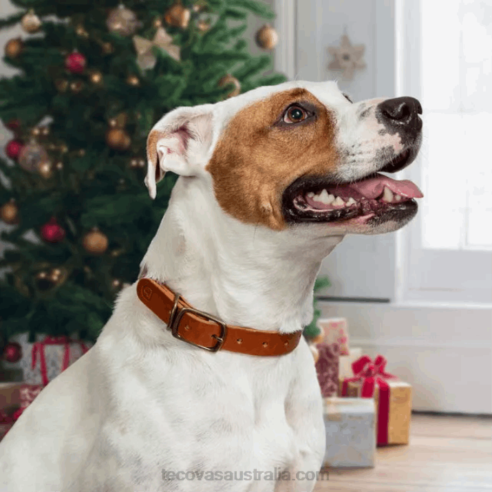 Bourbon Dog Collar Tecovas 62NN94
